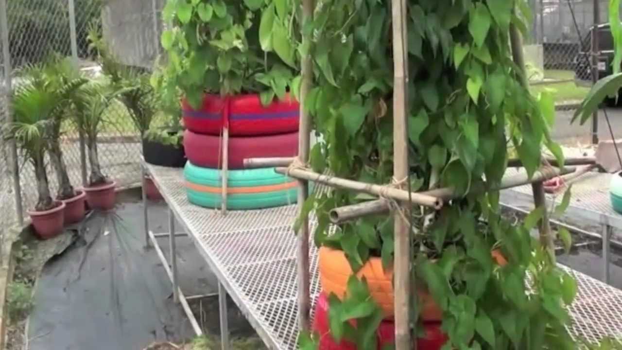 Las Gomas en Huertos Urbanos