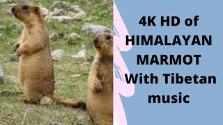 The Secret Lives of Himalayan Marmots: Exploring the Fascinating World of These High-Altitude Rodent