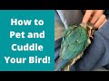 How to Pet and Cuddle Your Bird | Tips & Tricks | WarGamingParrot