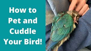 How To Safely Pet And Cuddle Your Bird Parrot Behaviour Theparrotteacher
