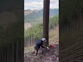 Lumberjack skunk 伐倒