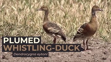 Plumed Whistling-Duck (Dendrocygna eytoni) | Izons Road, Lowesdale, New South Wales (AUSTRALIA)