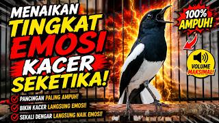 Suara Burung Kacer Bikin Lawan Emosi Gacor, Pancingan Kacer Agar Cepat Emosi Gacor