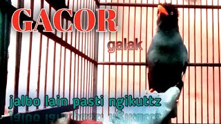 jalak kebo GACOR terapi langsung buka paruh,..BUKTIKAN
