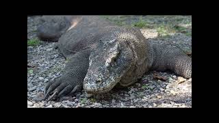 Dive Into The World Of Giants Meet The Komodo Dragon, Earths Largest Lizard