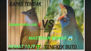 🔴 MASTERAN KOMBINASI Kapas tembak VS tengkek buto JERNIH