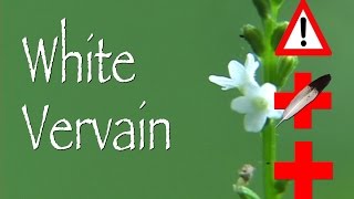 White Vervain: Cautions & Medicinal