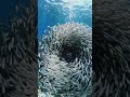 Cleaner fish under the sea #fishinglife #divng #fish #nature #divinglife #ocean #oceanadventure