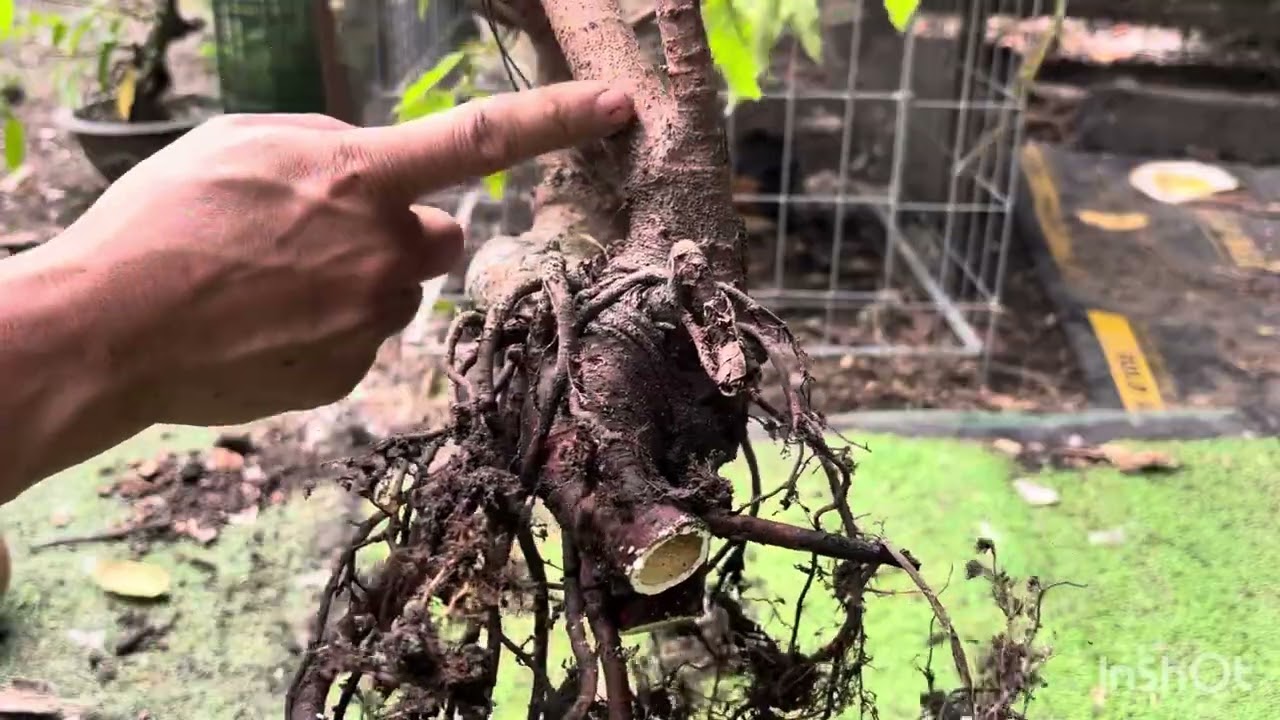 Tạo cây  sung dáng thú .ngày 2 tháng 12, 2025