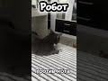Боится пылесоса.
