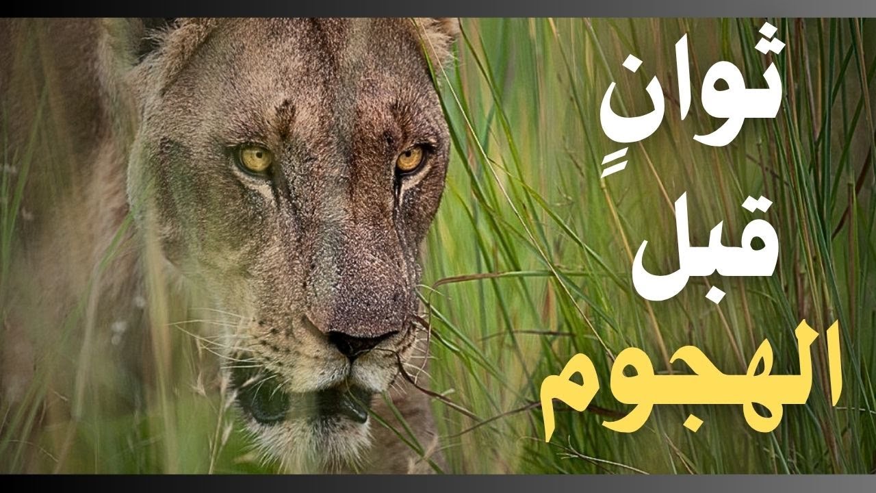 ⁣وثائقي الحياة البرية الهجوم الذي لم تتوقعه الأسود!