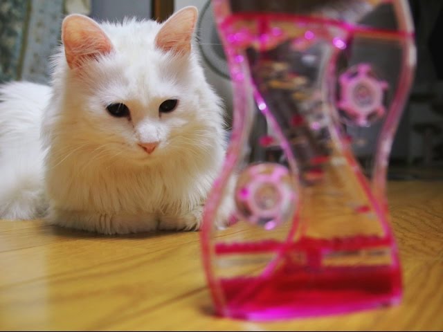 【可愛い！】おもしろリアクションをとる動物動画 総集編！何故その行動をww癒やされます〜Twitter、VINEで話題