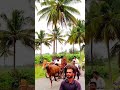 Ghoda gadi race Kolhapur 🔥🐎 || घोडा गाडी शर्यत || घोडा शर्यत कोल्हापूर || #shorts