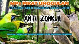 suara pikat burcil ribut paling ampuh, trucukan ribut kombinasi cucak ranting