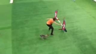2016.04.17. XX. Jubileumi Medivid Kupa A2 mini agility Németh Viktória & Tipli