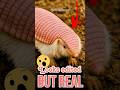 Top 3 Animals That Look Edited but are real #shorts #facts #animalfacts #viral #trending