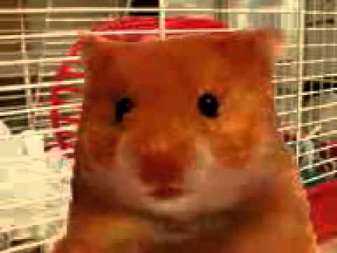 Hamster enfadado 
