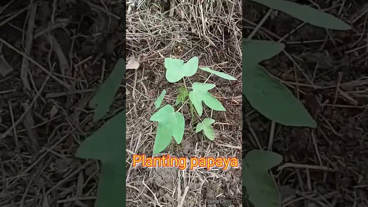 Planting papaya 
