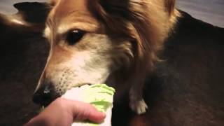 Dog Eating Cabbage