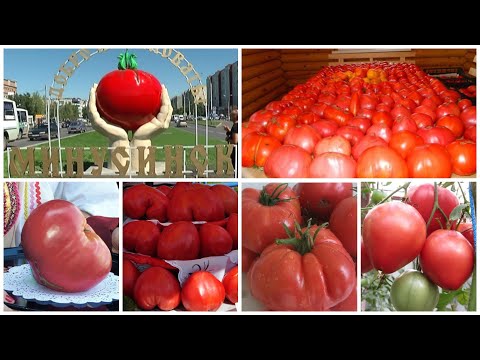 Video: Eco Tomato, Benih Tomat Yang Dapat Dikoleksi