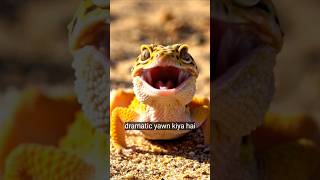 Gecko Ka Dramatic Yawn! 🦎 Itna Bada Munh Khola? | The Puppy Diaries #shorts