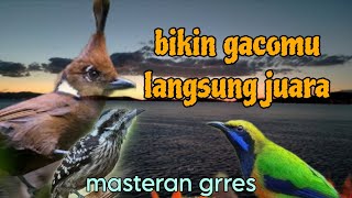 Bikin gacomu langsung juara ❗ cililin platuk dan cungkok 🔥