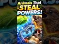 Animals that steal other animals powers. #animalfacts #wildlifesecrets #natureiscrazy #animalpowers