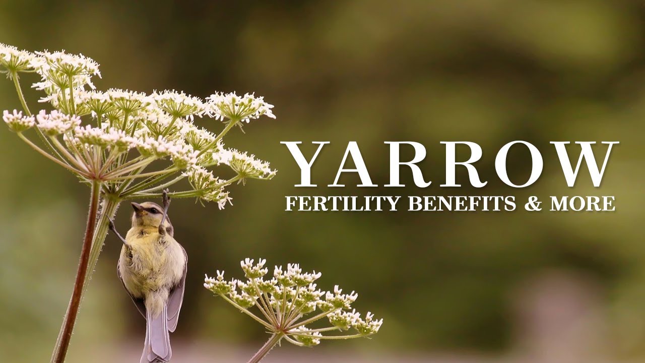 Yarrow Fertility Benefits & More