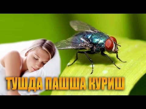 Туш табири - Тушда пашша куриш