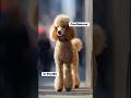 A Poodle in a room full of people is just there like: I heard everything”I’m choosing peace anyway”.