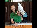 Eco Ranger with White Cockatoo at River Wonders Singapore