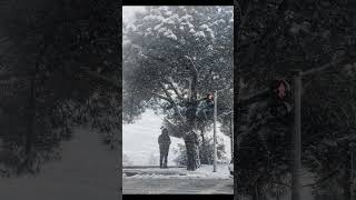 chubert: Winterreise, D. 911: No. 5, Der Lindenbaum · Dietrich Fischer-Dieskau · Gerald Moore