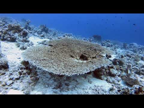 [Scuba Dive] [Egypt | Red Sea] Shaab Umm Gamar