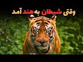 داستان کامل ترسناکترین ببر تاریخ ببر چمپاوات داستان کامل ترسناکترین ببر تاریخ ببر چمپاوات