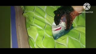 More Shark Pulpet Screaming More Shark Pulpet Screaming