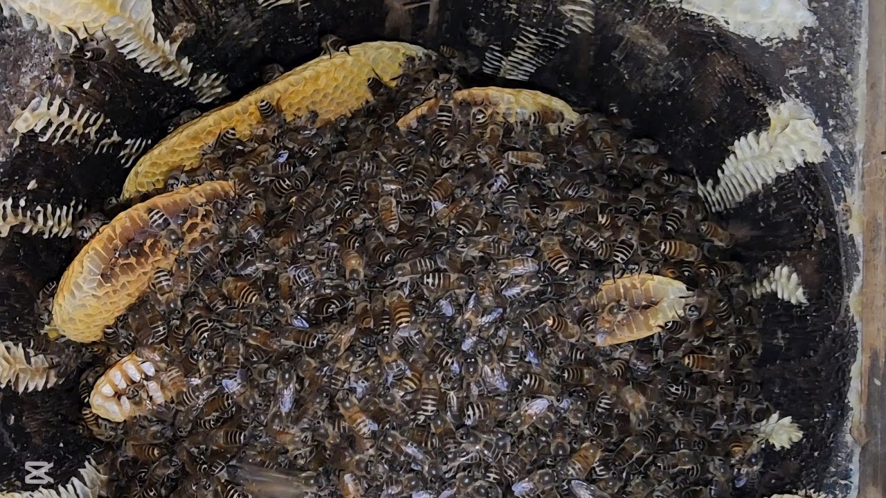 토종벌 한겨울 다죽었다고?어떻게하기에 벌들이?