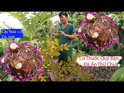 Video Củ Nưa (Konjac) Rất Tốt Cho Sức Khỏe ( Litchi Luc Ngan... - youtube