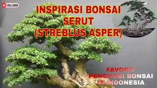 Inspirasi Bonsai Serut Bonsai Favorit Para Penghobi Di Indonesia