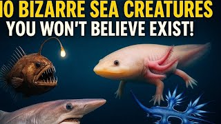 10 Bizarre Sea Creatures You Won't Believe Exist!