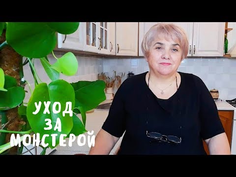 Бейне: Монстера аурулары: монстраның негізгі ауруларының себептері. Монстераның жапырақтары сары немесе қара түске айналса не істеу керек? Өсімдіктерді үйде күту және емдеу