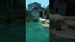 an interesting animal    japanese zoo必見　おもしろシロクマ　徳島動物園　2018年6月 #シロクマ #動物園 #投げる