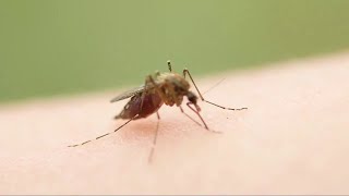 North Augusta crews begin mosquito spraying operations this week