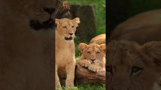 🦁 Angry lions #shorts #feed #viral #video #lion #shortvideo #trending #Lionshorts