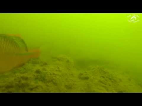 შაორის წყალსაცავი - წყალქვეშა გადაღება (დუბლი 1)