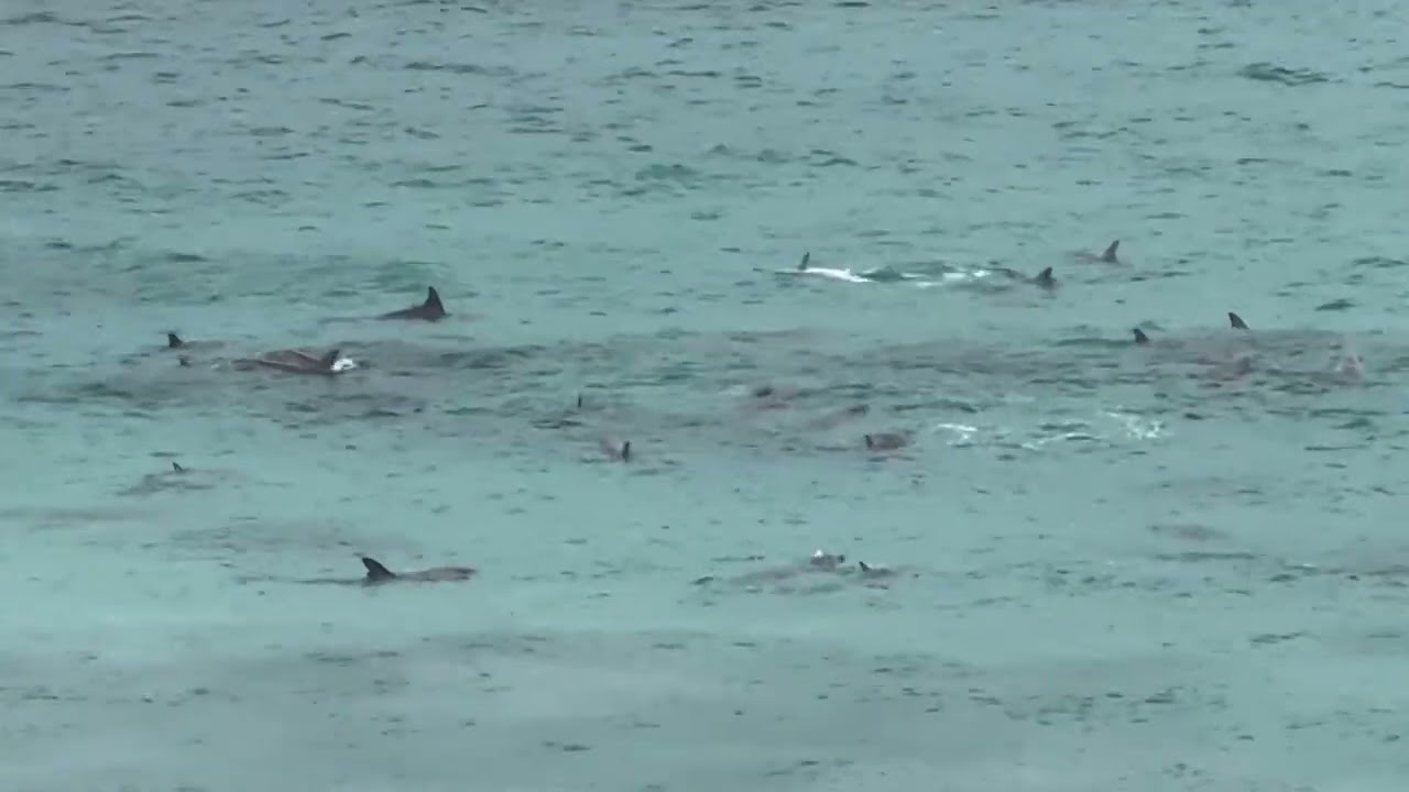 Sheringa Beach SA.  Dolphins 