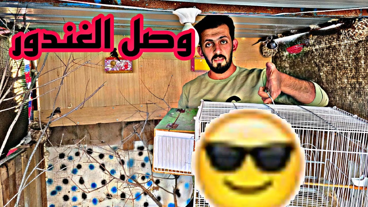 جبت غندوره المحميه صار عدنه تفقيس 🤔