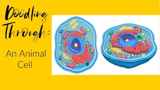 Doodling Through an Animal Cell: CC Cycle 1 Week 3 Science