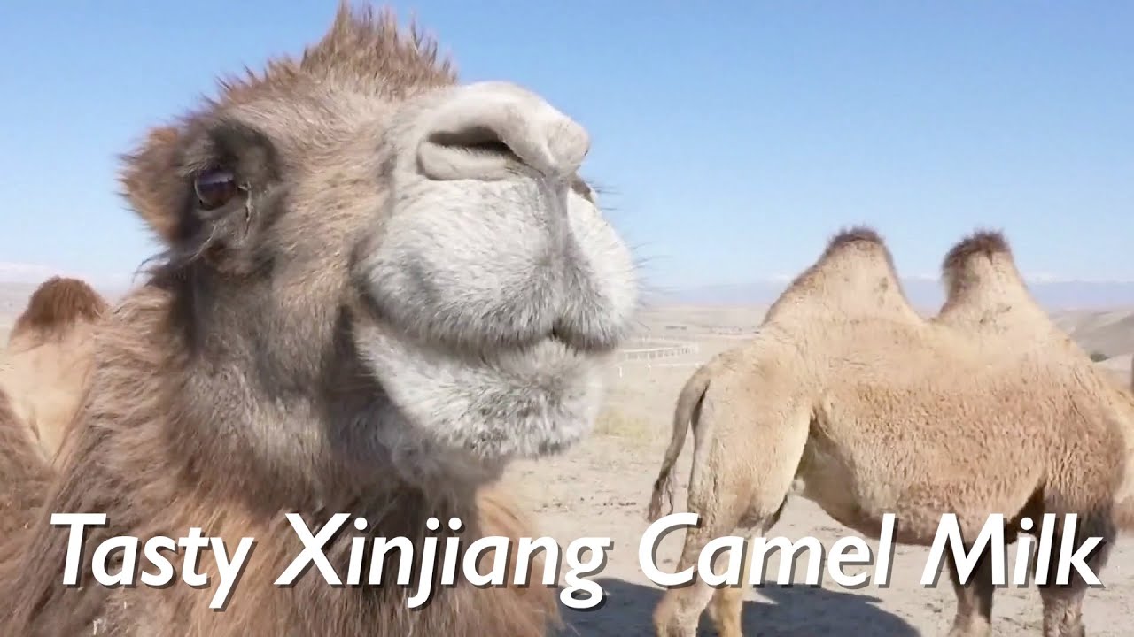 🥛🐫Camel Milk Industry Becomes New Growth Driver In NW China's Xinjiang Uygur Autonomous Region