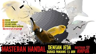 MASTERAN Burung Murai batu, Durasi Panjang 1,5 jam Dengan Jeda ,💯Ampuh untuk Burung bahan,