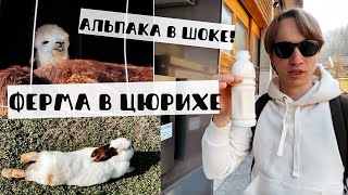 Утлиберг и Ферма у дома. В каком районе мы живем? Весенний пикник в ЦЮРИХЕ VLOG